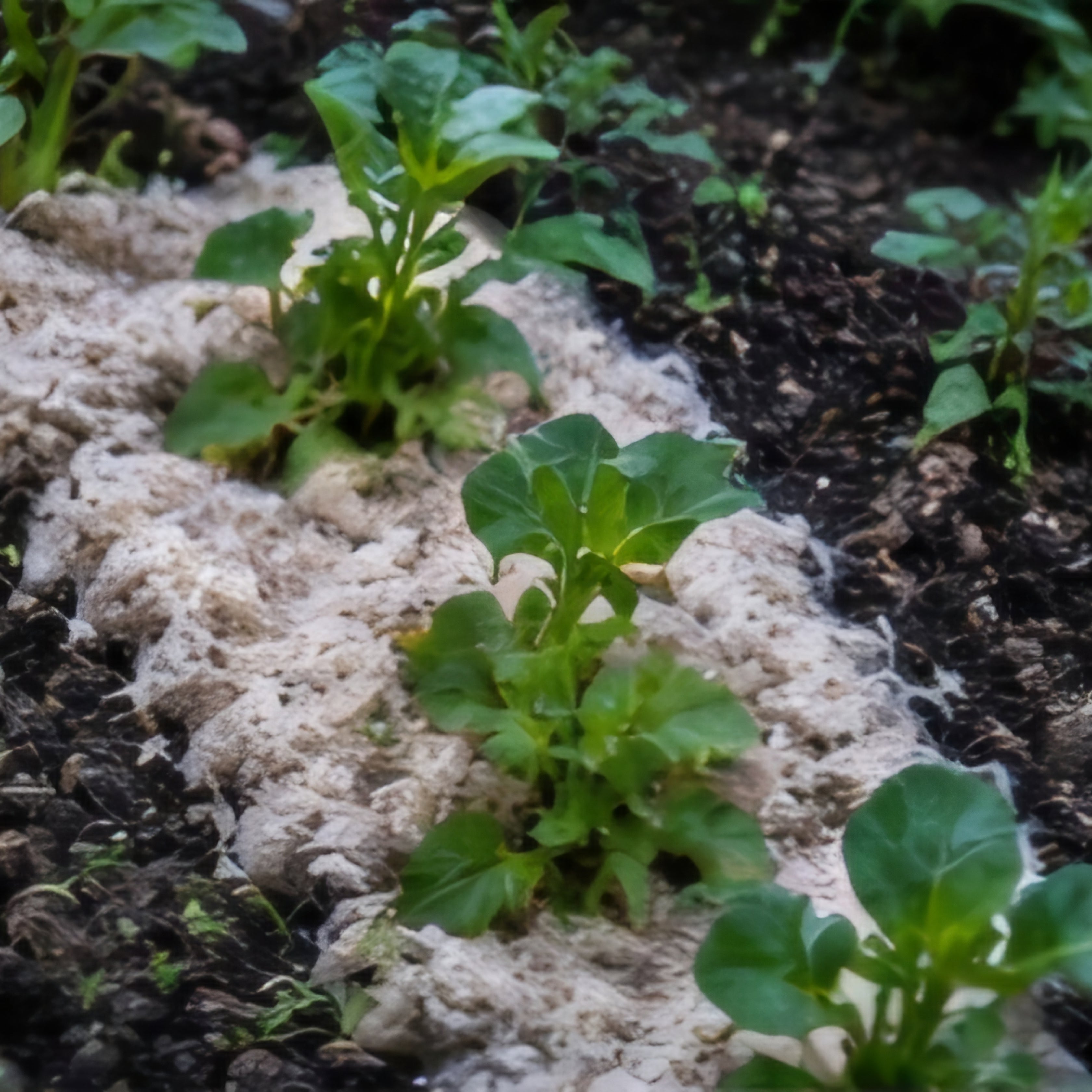 Prowool Insulation HortiFleece™ Raw Sheep's Wool For Horticulture - 5KG