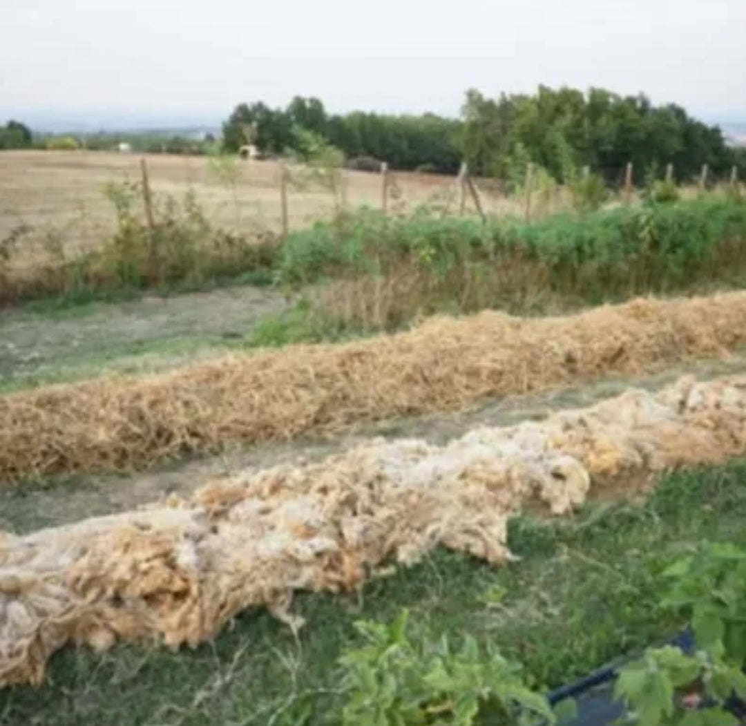 Prowool Insulation HortiFleece™ Raw Sheep's Wool For Horticulture - 5KG