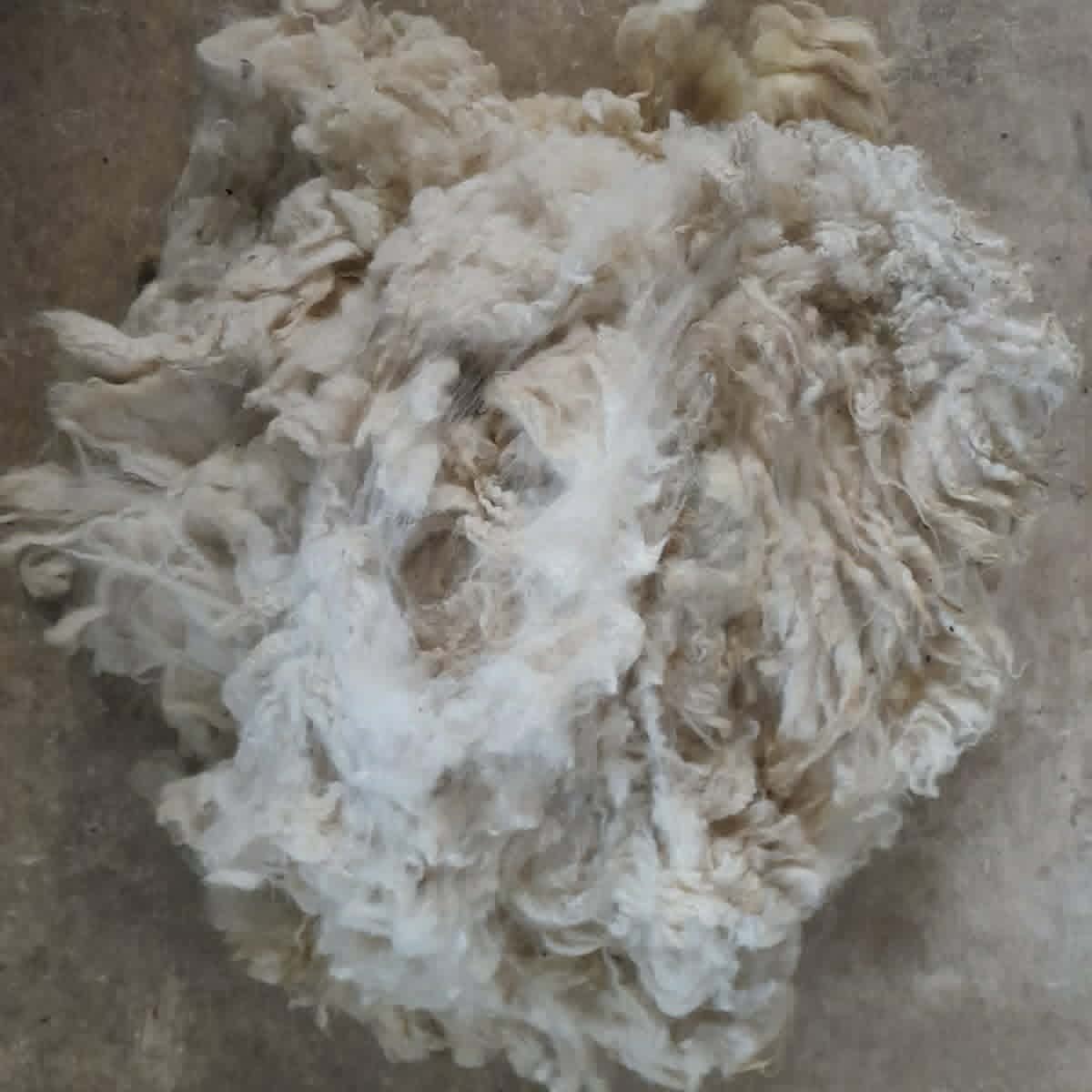 Prowool Insulation HortiFleece™ Raw Sheep's Wool For Horticulture - 5KG