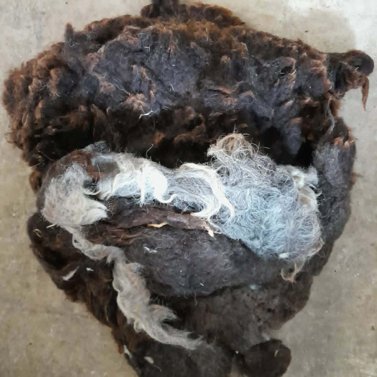 Prowool Insulation HortiFleece™ Raw Sheep's Wool For Horticulture - 2.5KG