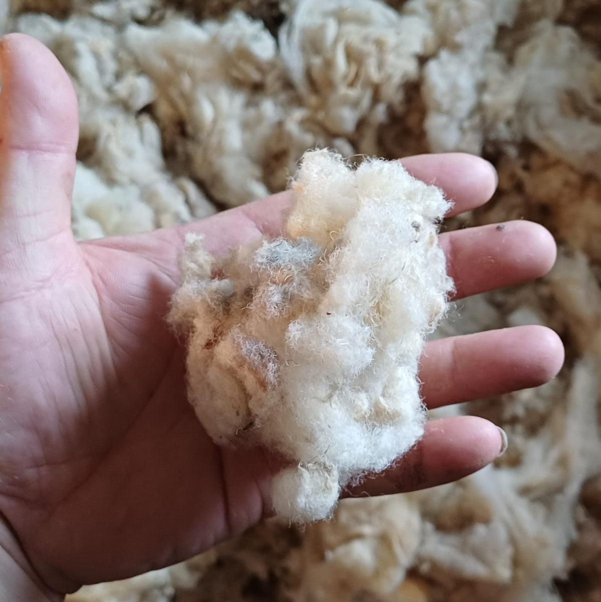 Natural Sheep's Wool Loft Insulation 5KG Bag - Prowool Insulation