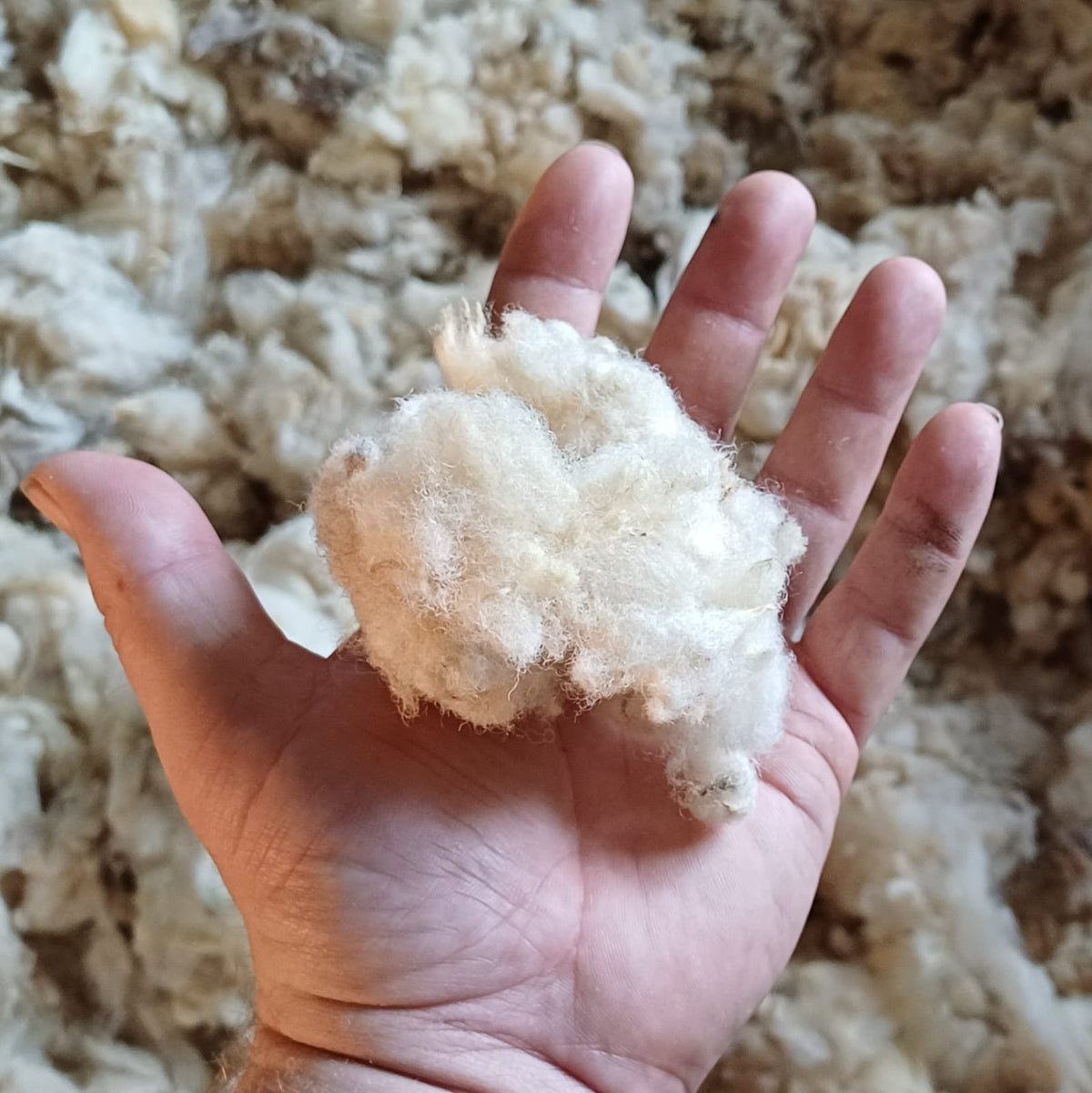 Natural Timber Frame Sheep's Wool Insulation 5kg Bag - Prowool Insulation