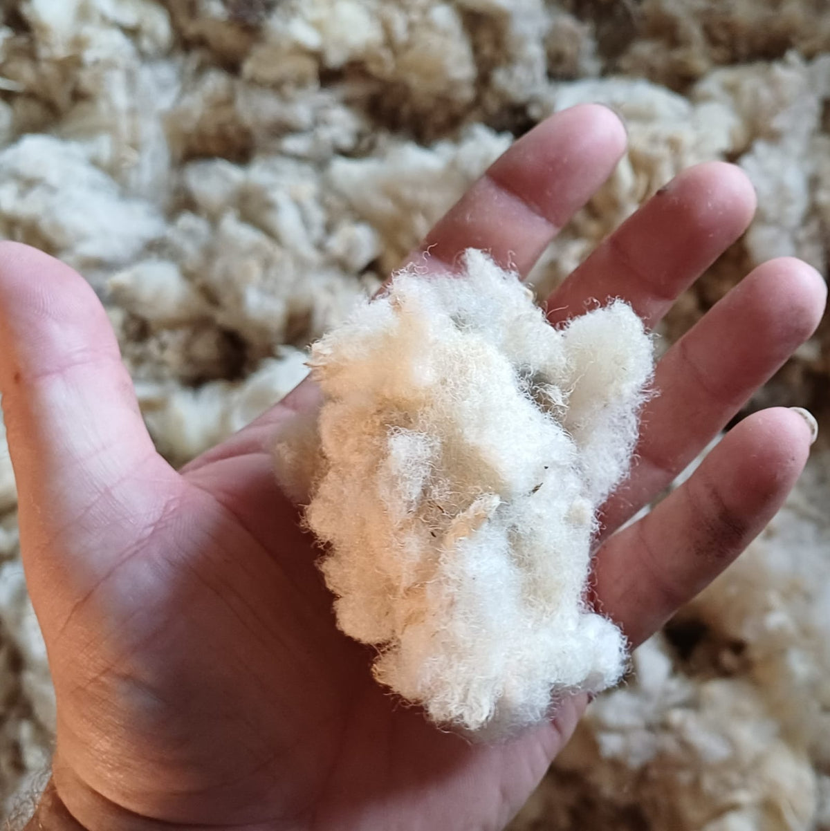 Ultimate Campervan Natural Sheep's Wool Insulation Kit - Prowool Insulation